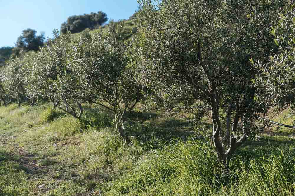 Αγρότες και ελαιοπαραγωγοί: Οδηγός για εφορία, ΟΣΔΕ και Ελαιοκομικό Μητρώο